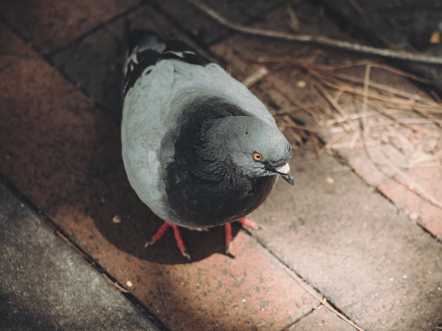 pigeon